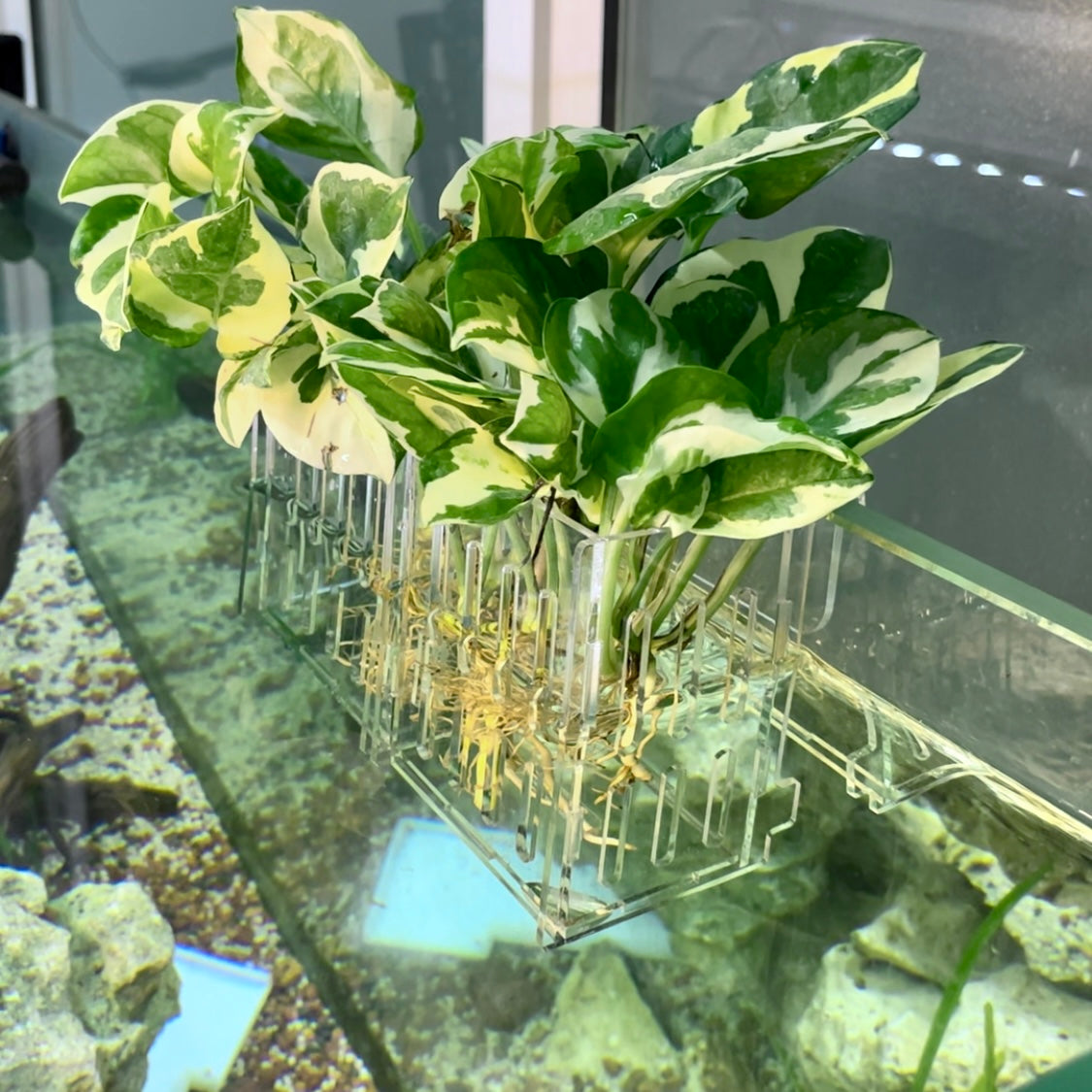 Aquarium Plant Holder