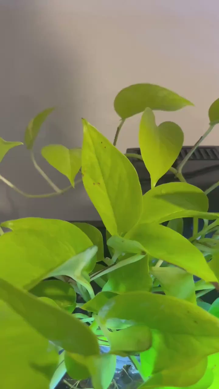 Universal Aquarium Light Riser