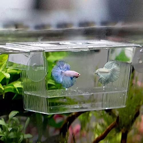 Aquarium Fish Breeding Box | Isolation Box For Fish (Double)