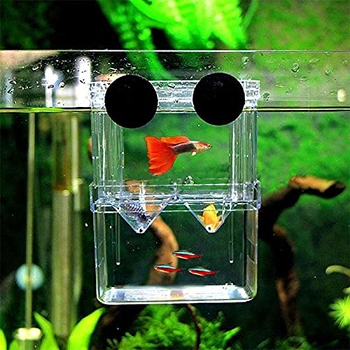 Aquarium Fish Breeding Box | Isolation Box For Fish (Single)